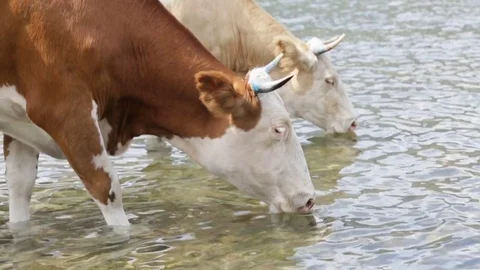 Drinking cows at the lake Video stock 79867920