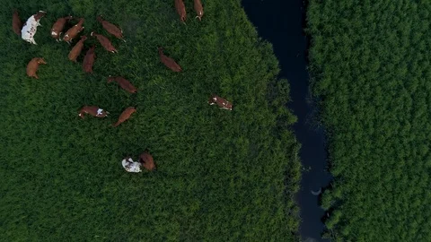 Drinking cows at the river Stock Footage 91077075