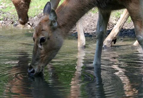 Drinking Deer Stock Photos