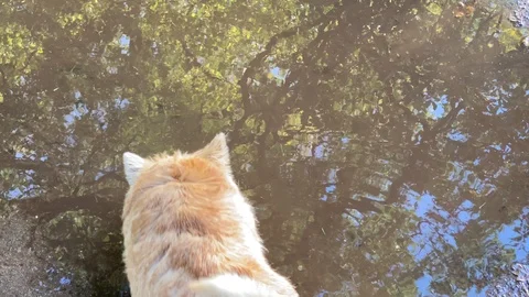 Drinking dog Stock-Footage 119207049