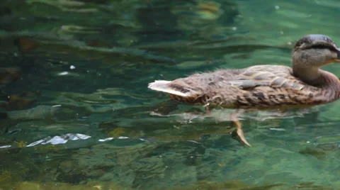Drinking Duck Stock Footage 39937002