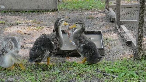 Drinking ducklings Stock Footage 104244631