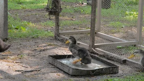 Drinking ducklings Video stock 104990783