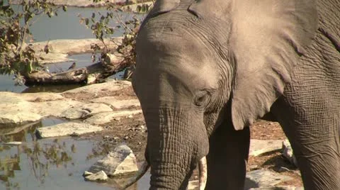 Drinking elephant, close up Stock Footage 12165641