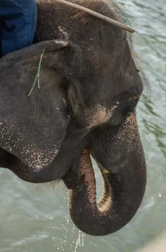 Drinking elephant Stock Photos