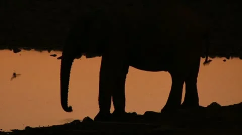 Drinking elephant silhouette Stock Footage 11975547