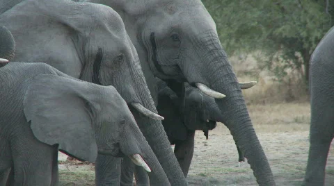 Drinking Elephants 库存影片 660786