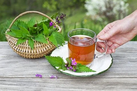 Drinking fresh Nettle tea Stock Photos