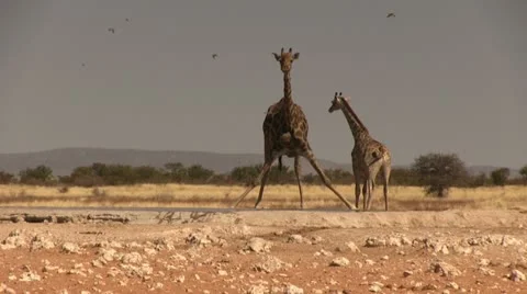 Drinking giraffe 2 Stock Footage 11975509