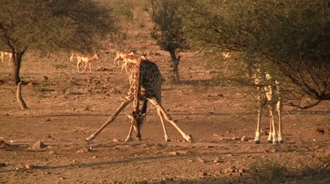 Drinking giraffe in afternoon 3 Stock Footage 8624484
