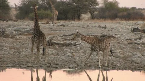 Drinking giraffe at dusk Video stock 12127684
