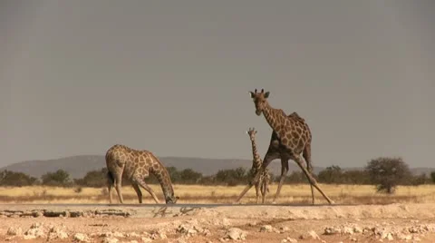 Drinking giraffe family Stock Footage 11975637