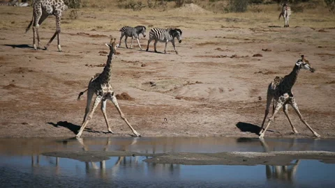 Drinking Giraffe Stock Footage 332493527