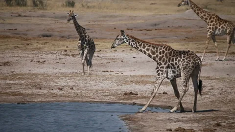 Drinking Giraffe Stock Footage 332493659