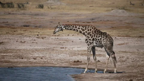 Drinking Giraffe Stock Footage 332493711