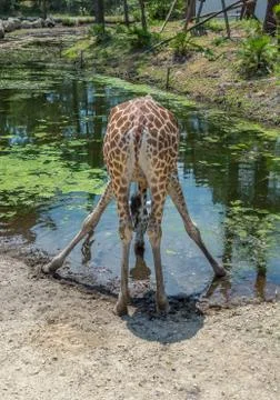Drinking giraffe. Rear view of giraffe at waterhole Stock Photos