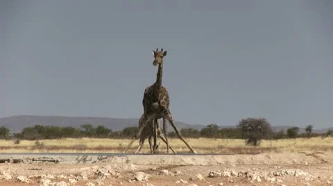 Drinking giraffes Stock Footage 11975618