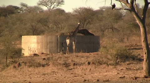 Drinking giraffes at waterhole Stock Footage 8624130