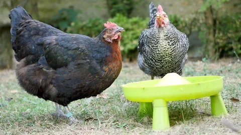 Drinking hens in a garden. Video stock 95726573