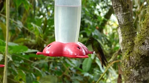 Drinking Humingbird 動画素材 54198950