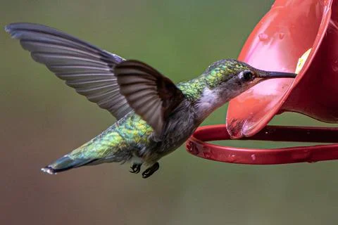 Drinking Hummingbird Stock Photos