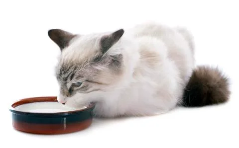 Drinking kitten Stock Photos