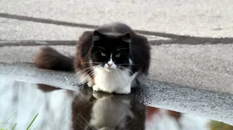 Drinking Kitty Vidéo 12379271