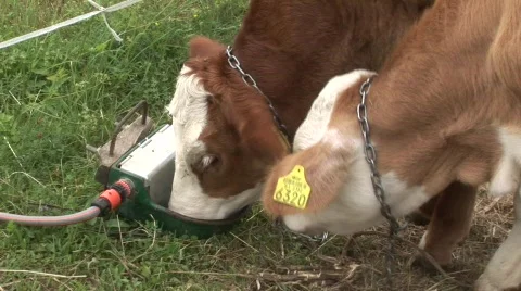 Drinking little cow Stock Footage 845784