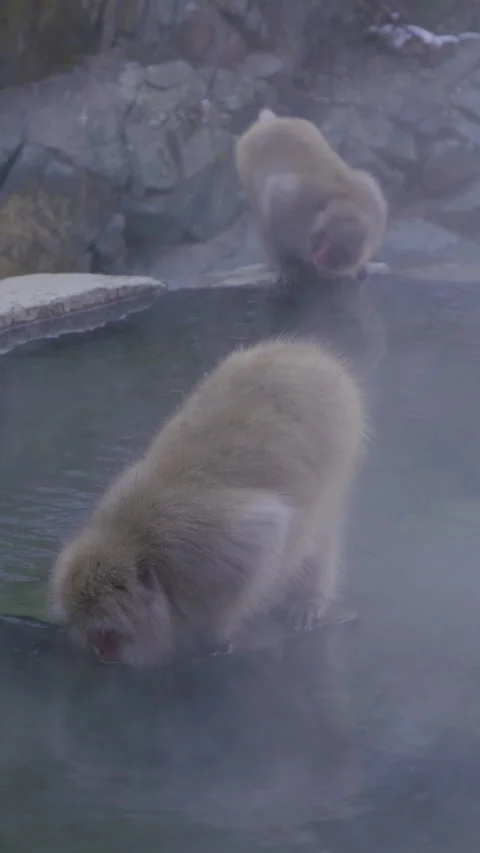 Drinking Monkeys at the Hell Valley Hot Springs Stock Footage 332854144