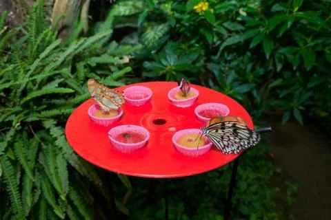 Drinking nectar Stock Photos