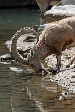 Drinking Nubian Ibex Stock Photos