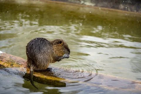 A drinking otter in the winter at a pond Stock Photos