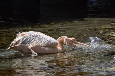 Drinking Pelican Stock Photos