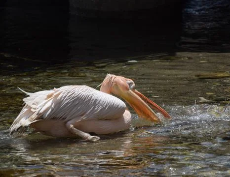 Drinking Pelican Stock Photos
