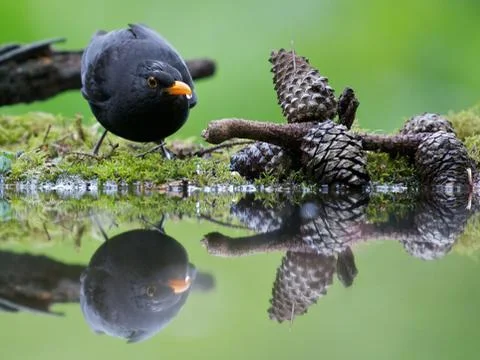 Drinking Stock Photos