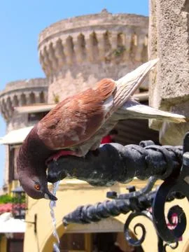 Drinking pigeon Stock Photos