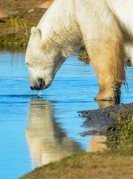 Drinking Polar Bear 写真素材