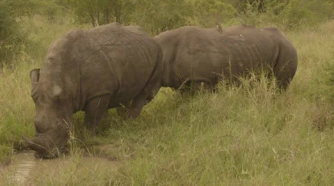 Drinking rhinos Видео 27490370