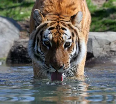 Drinking Siberian Tiger Stock Photos