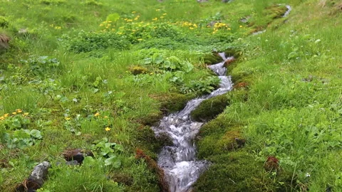 Drinking spring water into mountain into green grass. Cold water going down to Stock Footage 135358927