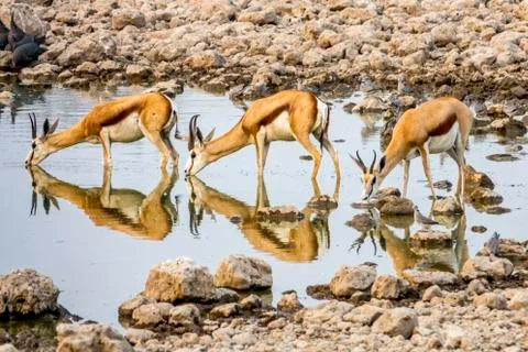 Drinking Springbok Stock Photos
