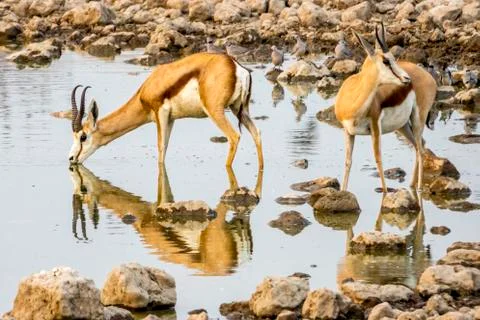 Drinking Springbok Stock Photos