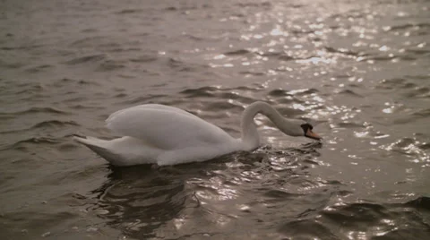 Drinking swan in the water Video stock 37151557