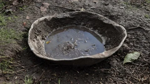 Drinking trough for chickens and ducks, dirty water, bowl in the swamp Stockbeeldmateriaal 218351656