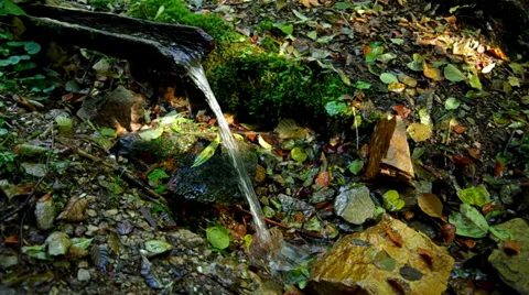 Drinking water in the forest Stock Footage 31906815
