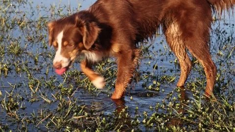 A is drinking water from a pond Stock Footage 295155395