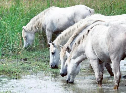 Drinking wild horses Stock Photos