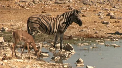 Drinking wildlife Stock Footage 12127753