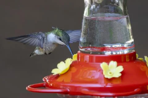 Drinking on the wing Stock Photos