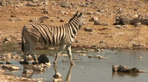 Drinking zebra Stock Footage 12127785
